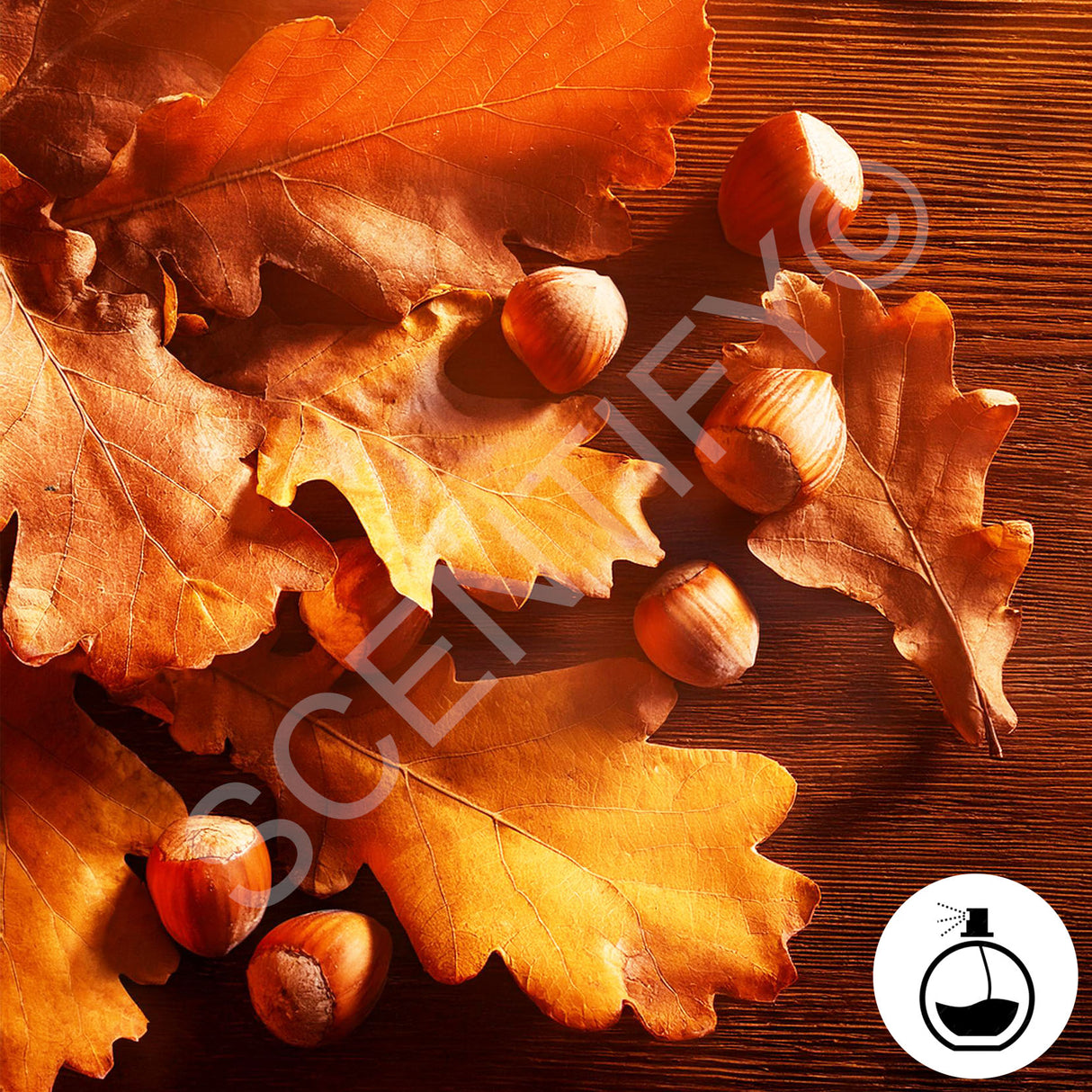 English Oak & Hazelnut Fragrance Oil For Wax Melts, SCENTIFY®