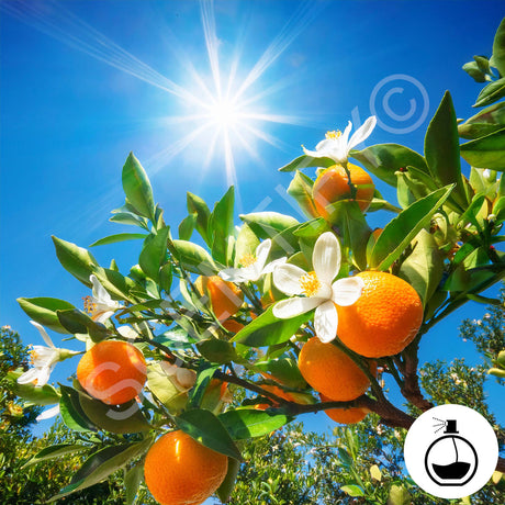 Orange Blossom Fragrance Oil Fragrance Oil For Wax Melts, SCENTIFY®