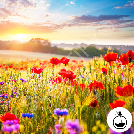 Poppy & Barley Fragrance Oil For Wax Melts, SCENTIFY®
