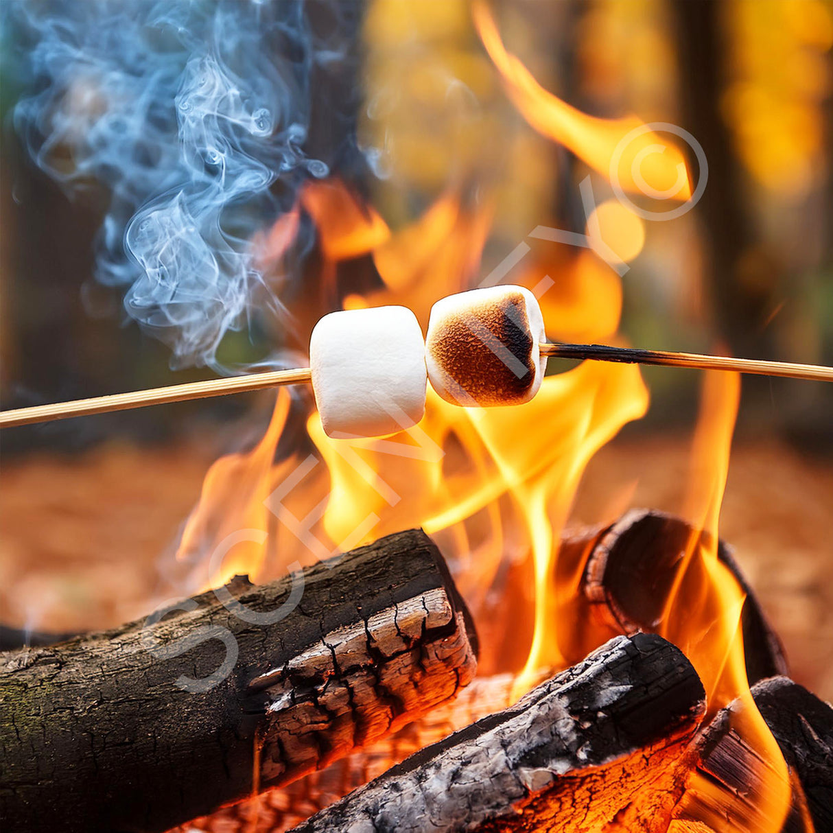 Toasted Marshmallow Fragrance Oil For Wax Melts, SCENTIFY®