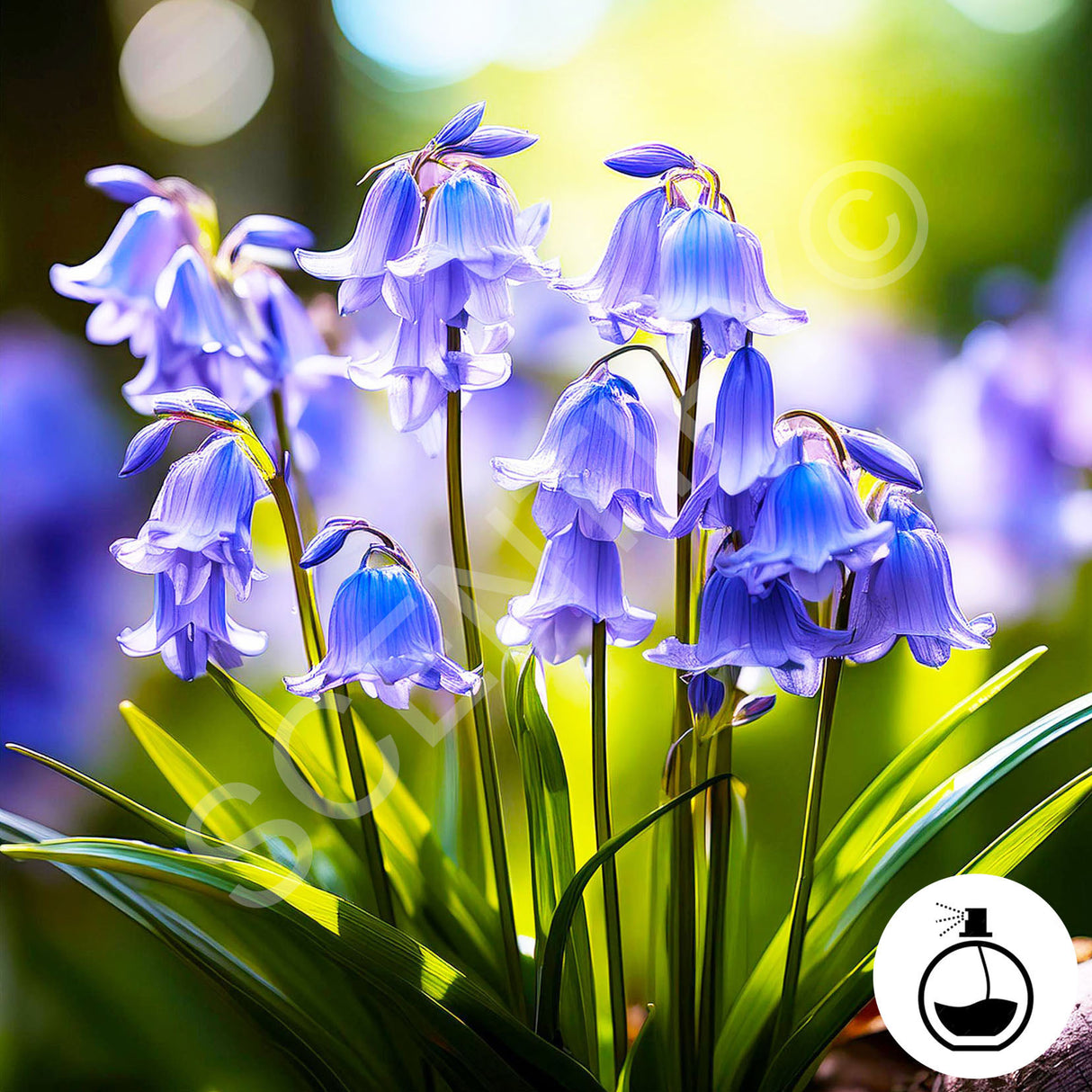 Wild Bluebell Fragrance Oil For Wax Melts, SCENTIFY®
