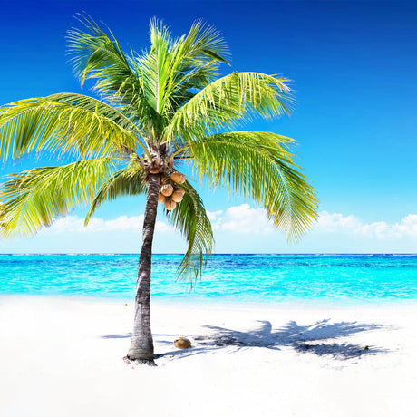 Waikiki Coconut Beach Fragrance Oil | Truly Personal | Candles, Wax Melts, Soap, Bath Bombs